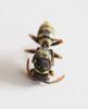 Polistes dominula